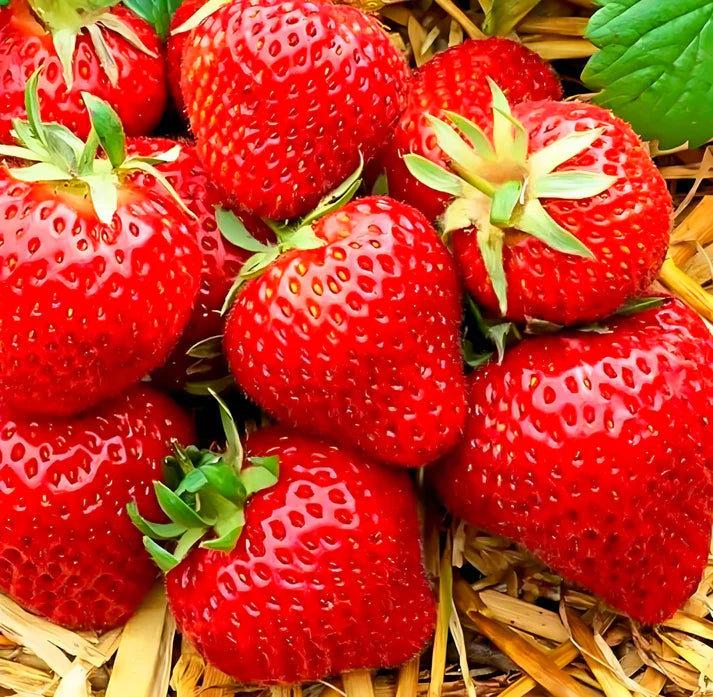 Non-GMO giant strawberry seeds Fragaria Ananassa