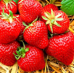 Non-GMO giant strawberry seeds Fragaria Ananassa