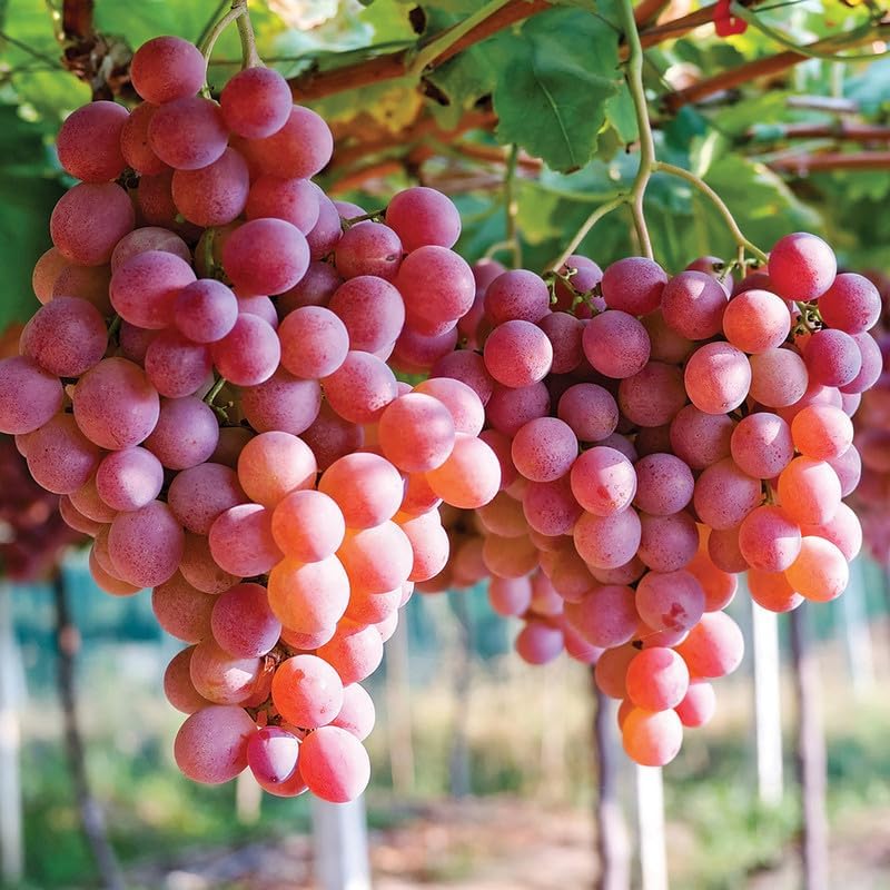 Non GMO grape fruit seeds brown green heirloom variety