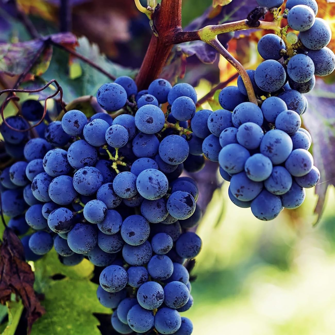 Grape SEED 1〜26 / 12〜26 Amazon.com: Zazzee High Strength Grape