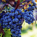 Non GMO grape seeds for planting and gardening use
