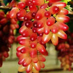Non GMO grape fruit seeds red green variety for home garden