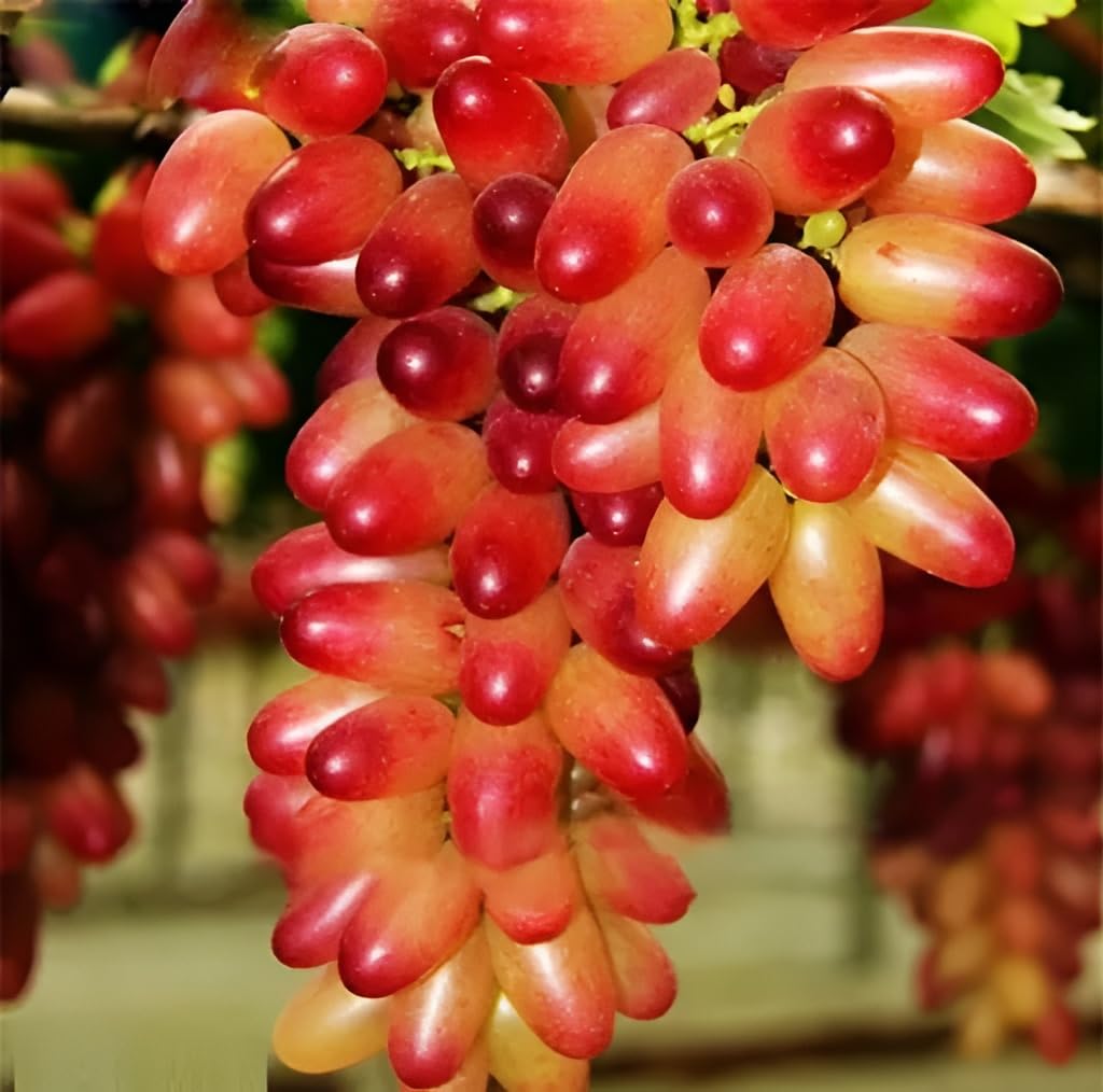 Non GMO grape fruit seeds red green variety for home garden