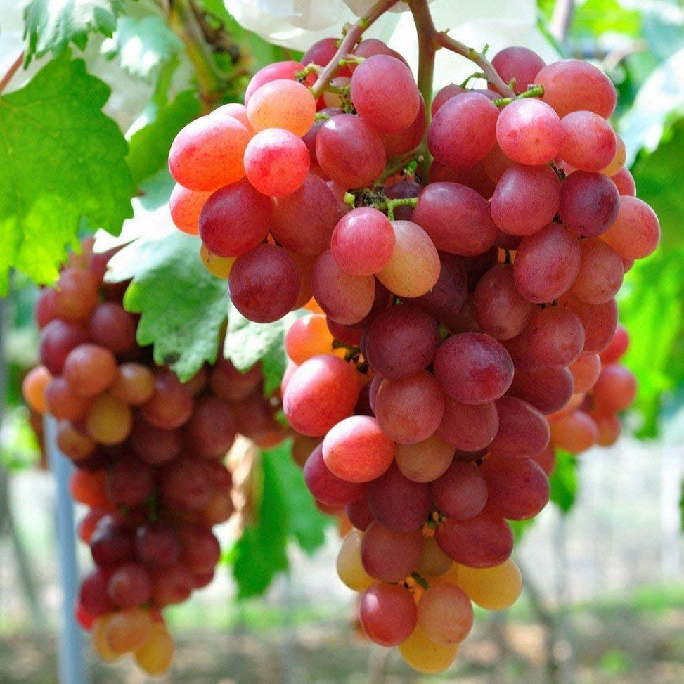 Non GMO Grape Fruit seeds for gardening and home growers