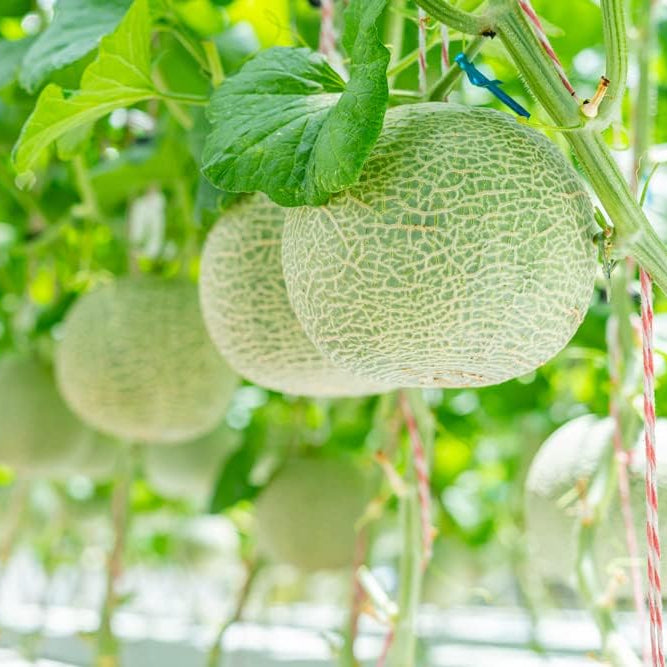 Non-GMO Grey cantaloupe seeds for outdoor planting