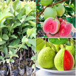 Non-GMO Guava fruit tree seeds Psidium guajava