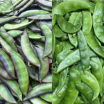 Non GMO heirloom lima bean seeds for backyard garden