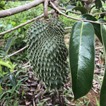 Non-GMO heirloom Soursop seeds for outdoor and container gardening