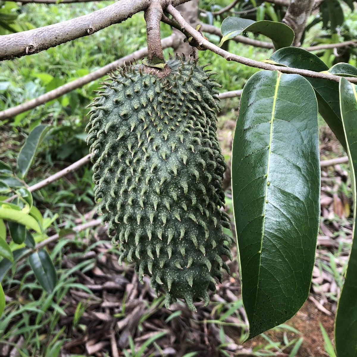 Non-GMO heirloom Soursop seeds for outdoor and container gardening