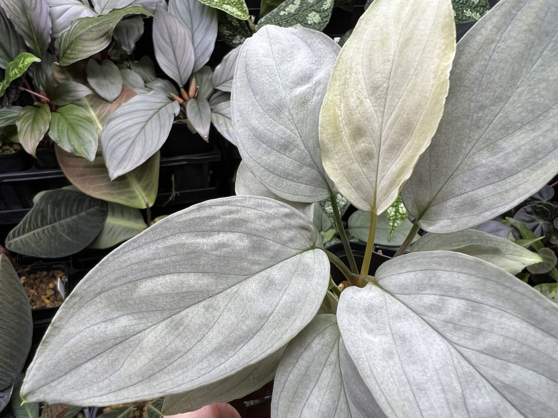 Non-GMO Humilis Silver seeds for growing unique garden plants