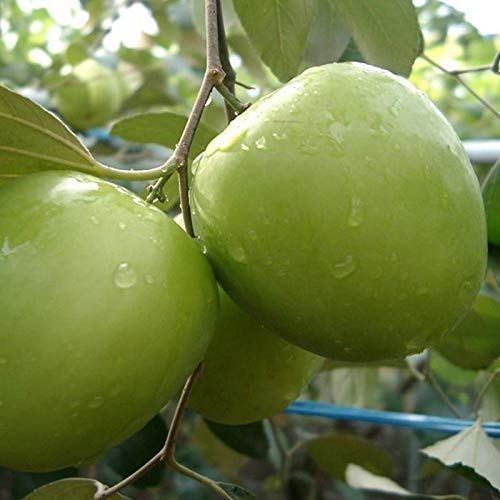 Non GMO Indian Jujube tree seeds for exotic plant growing