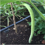 Non GMO Japanese Long Cucumber Seeds for high-yield gardening