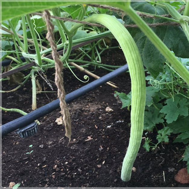 Non GMO Japanese Long Cucumber Seeds for high-yield gardening