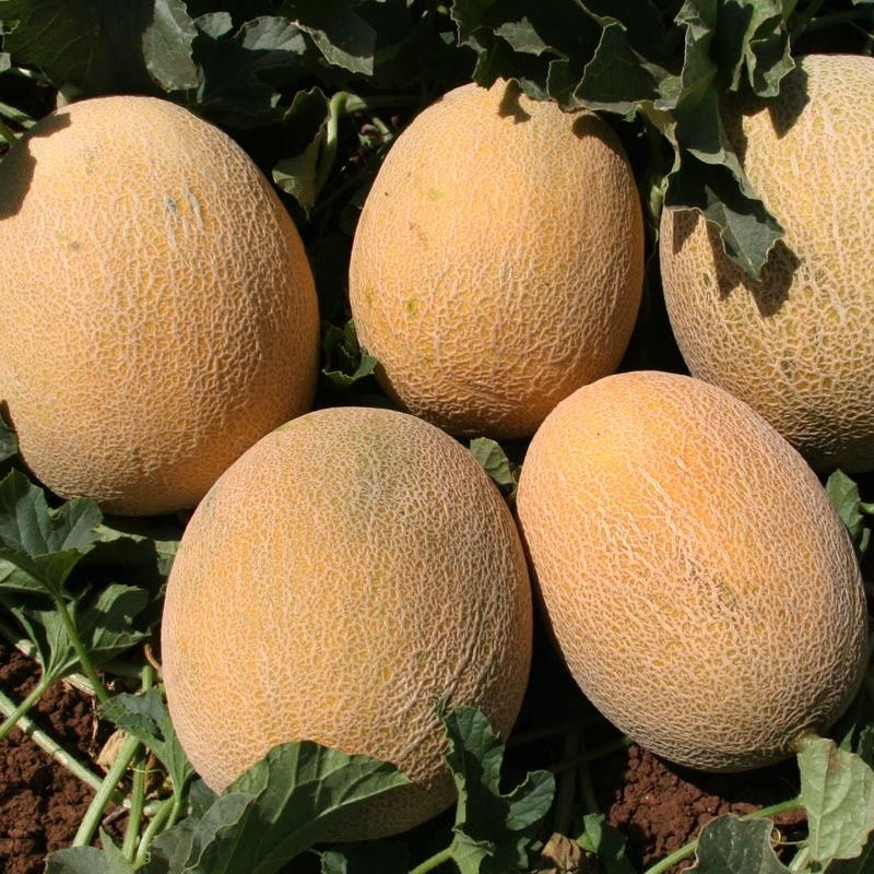Non GMO Karamel melon seeds for organic gardening