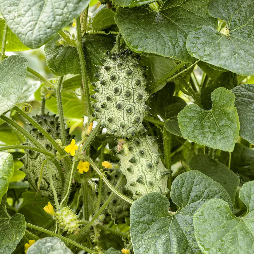 Non GMO Kiwano Horned Melon seeds for planting