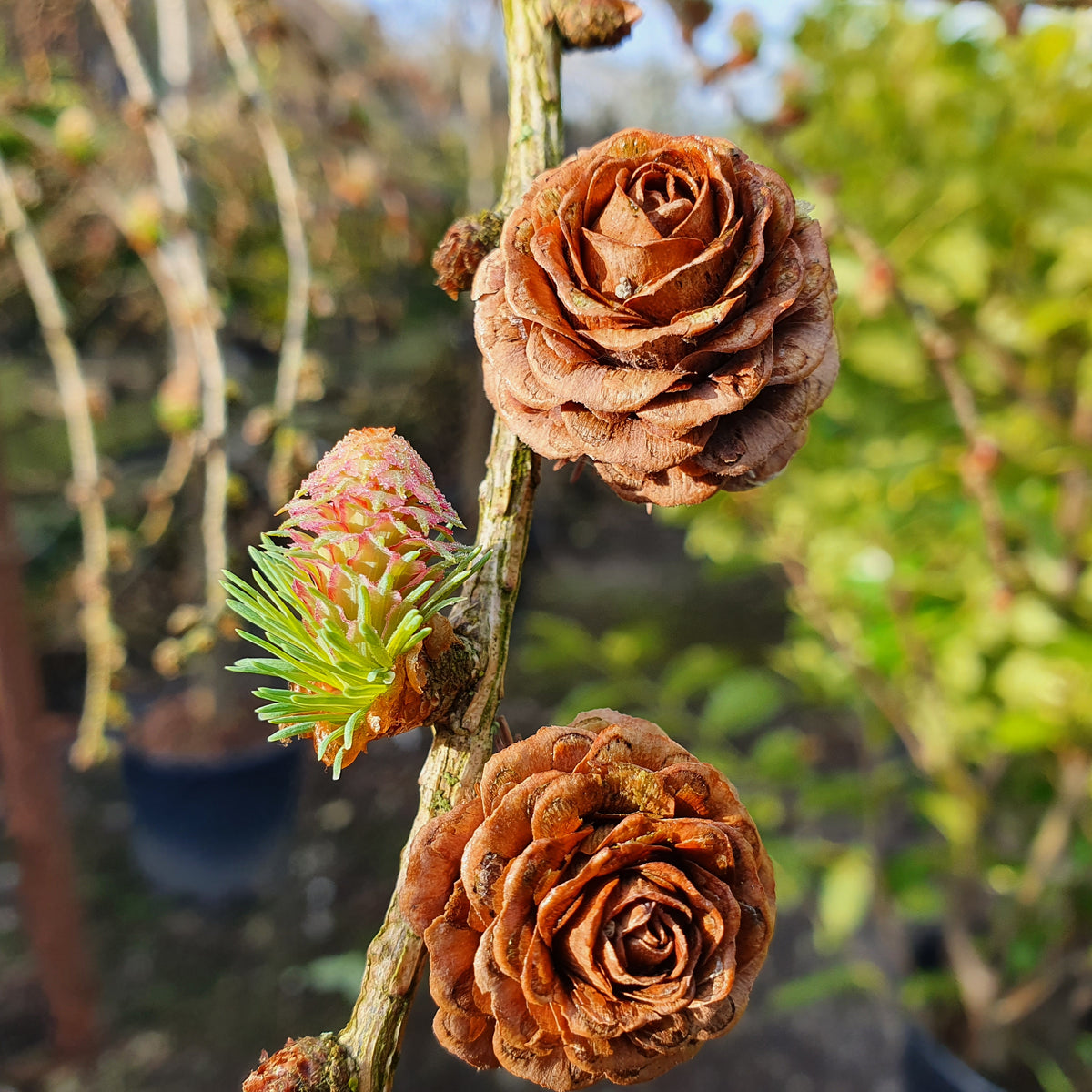 Non GMO larix seeds for garden landscape planting conifer tree seeds