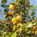 Non GMO Lemon Seeds Citrus limon for Home Growing
