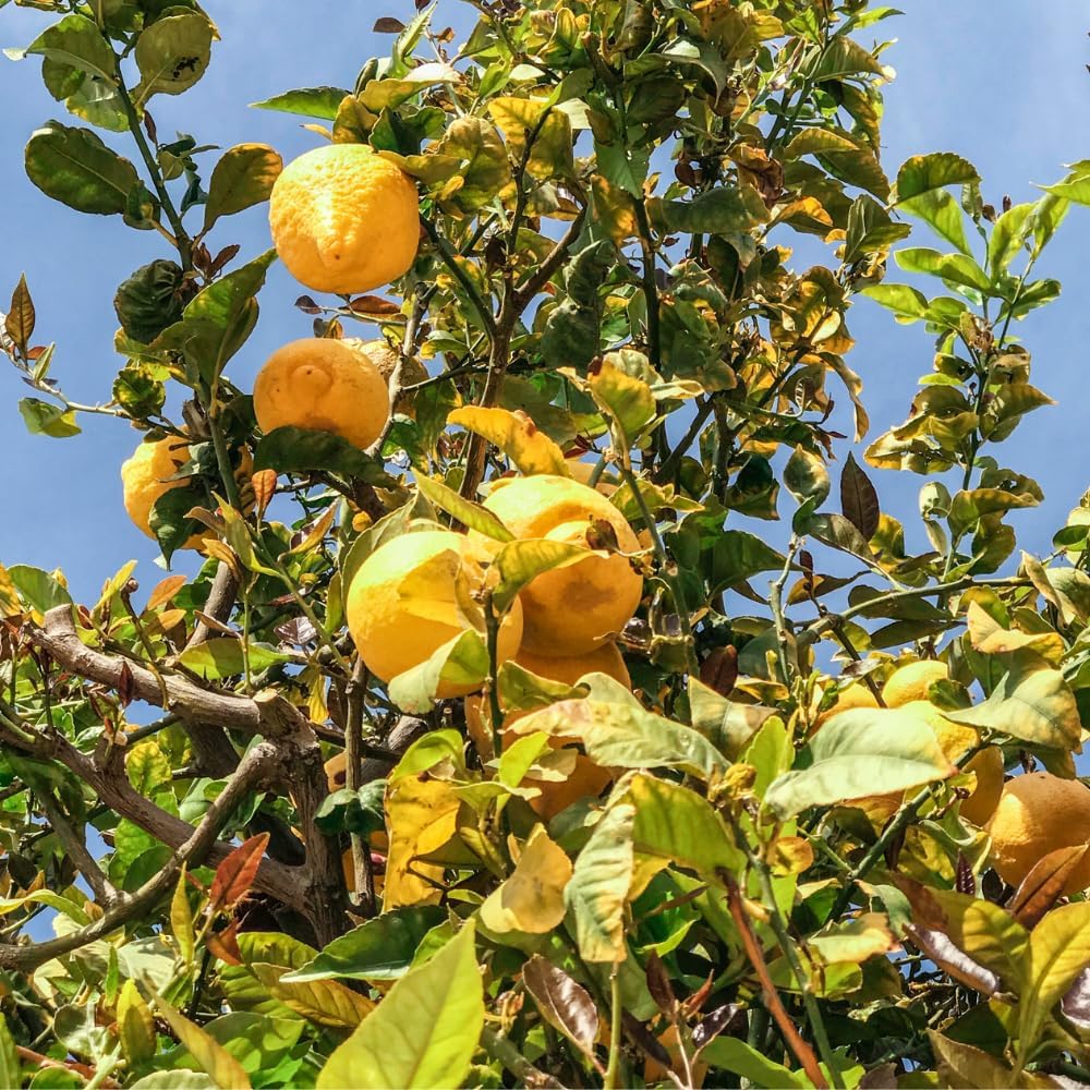 Non GMO Lemon Seeds Citrus limon for Home Growing