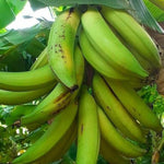 Non GMO Light Green Banana Seeds for home gardening