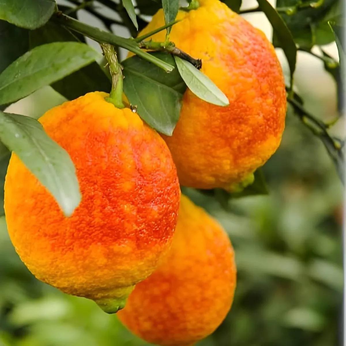 Non GMO light red lemon seeds with high germination
