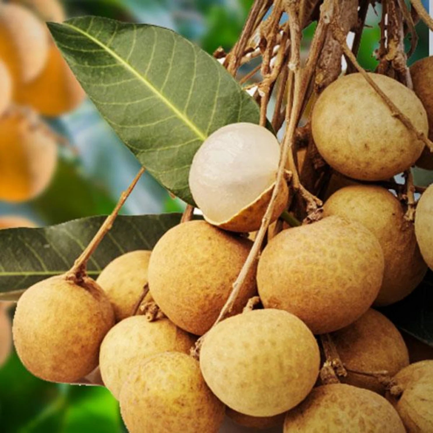 Non GMO Longan Tree Seeds for Backyard Gardening