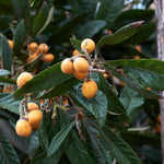 Non-GMO Loquat seeds Big Jim heirloom seeds