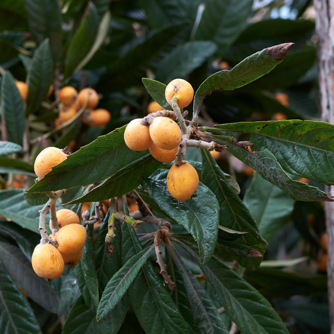 Non-GMO Loquat seeds Big Jim heirloom seeds