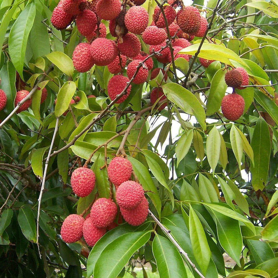 Non GMO Lychee Tree Seeds for Home Garden