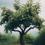 Non-GMO Medlar seeds Mespilus germanica for easy planting