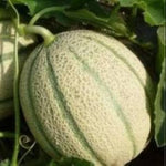 Non GMO melon seeds for warm climate gardening