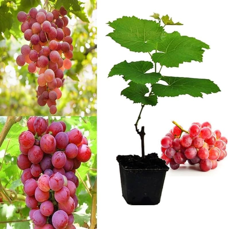 Non GMO miniature grape seeds for gardening