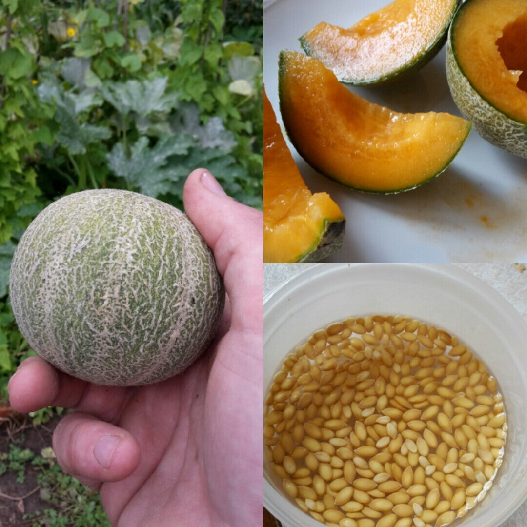 Non-GMO Minnesota Midget Melon seeds high germination quality