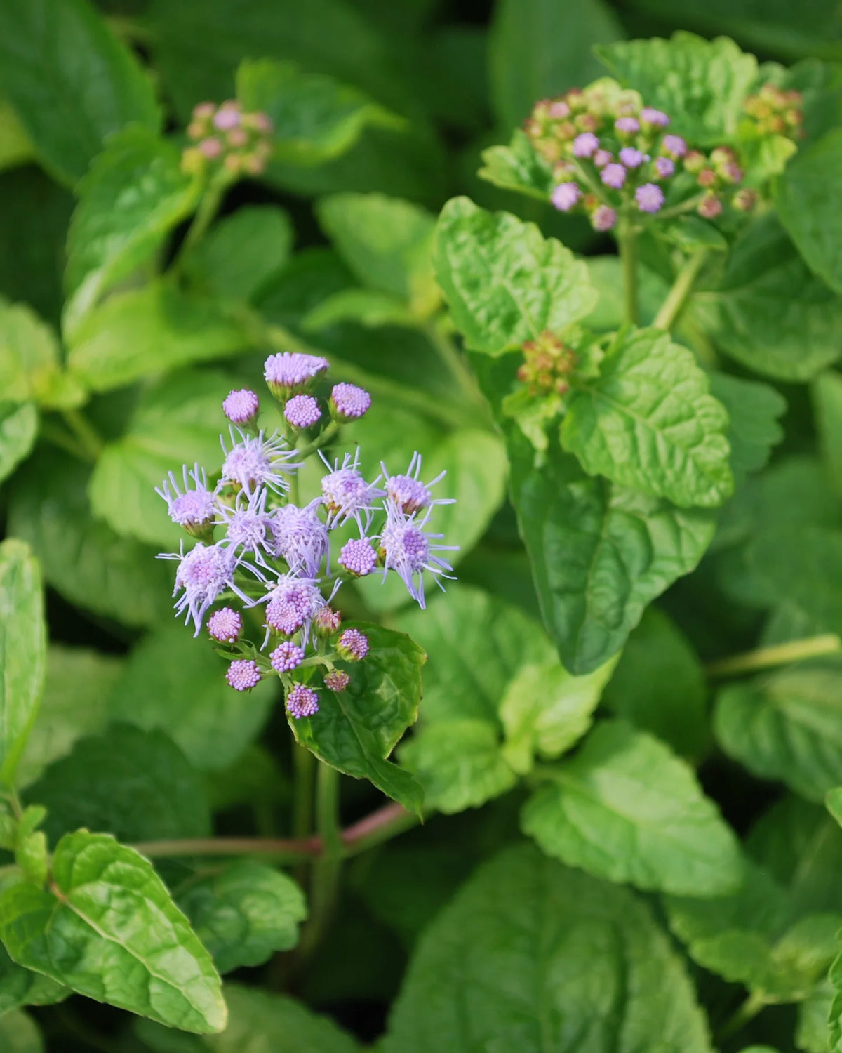 Non GMO Mint Ageratum seeds high germination herb variety