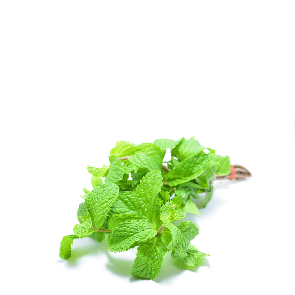 Non GMO mint seeds for home garden easy growing herb seeds