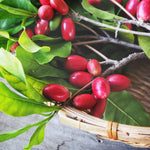 Non-GMO Miracle Fruit Synsepalum dulcificum seeds for planting