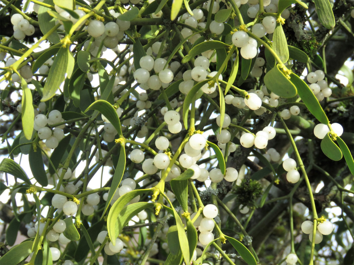 Non gmo mistletoe plant seeds