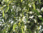 Non gmo mistletoe plant seeds