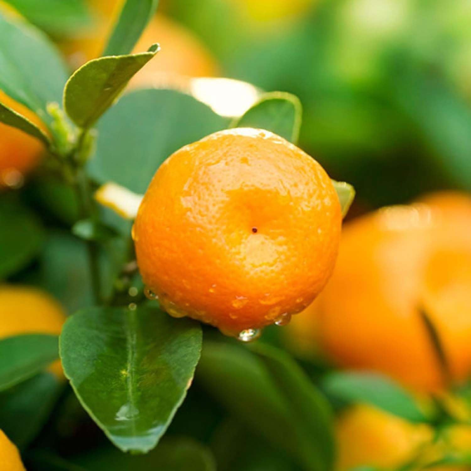 Non GMO Mixed Orange Fruit Seeds for planting warm season