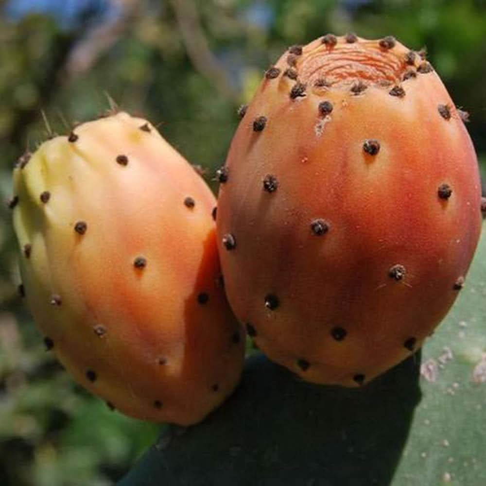 Non-GMO Opuntia cactus seeds