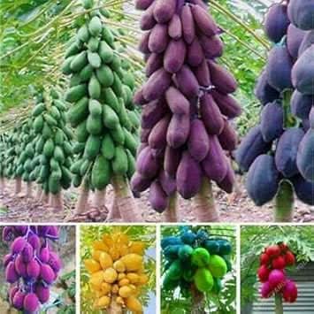 non GMO papaya seeds for home gardening and tropical planting