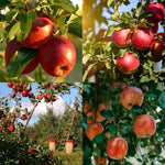 High germination Paradise Apple seeds for backyard planting