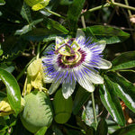 Non GMO Passiflora Incarnata seeds for home gardens