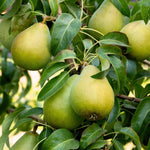 Non-GMO pear tree seeds for home gardening and orchards
