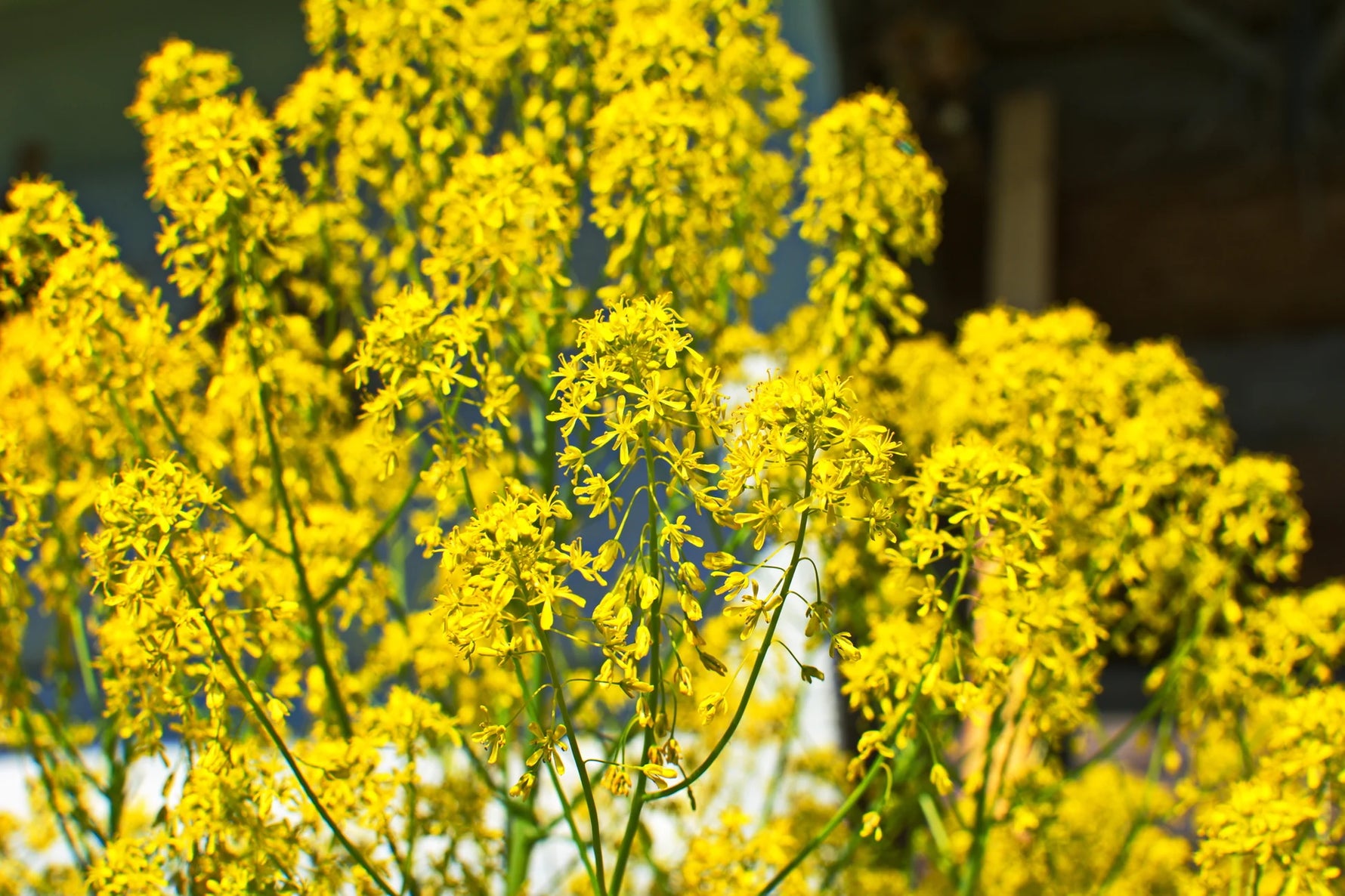 Non-GMO Persimmon Diospyros kaki seeds for planting