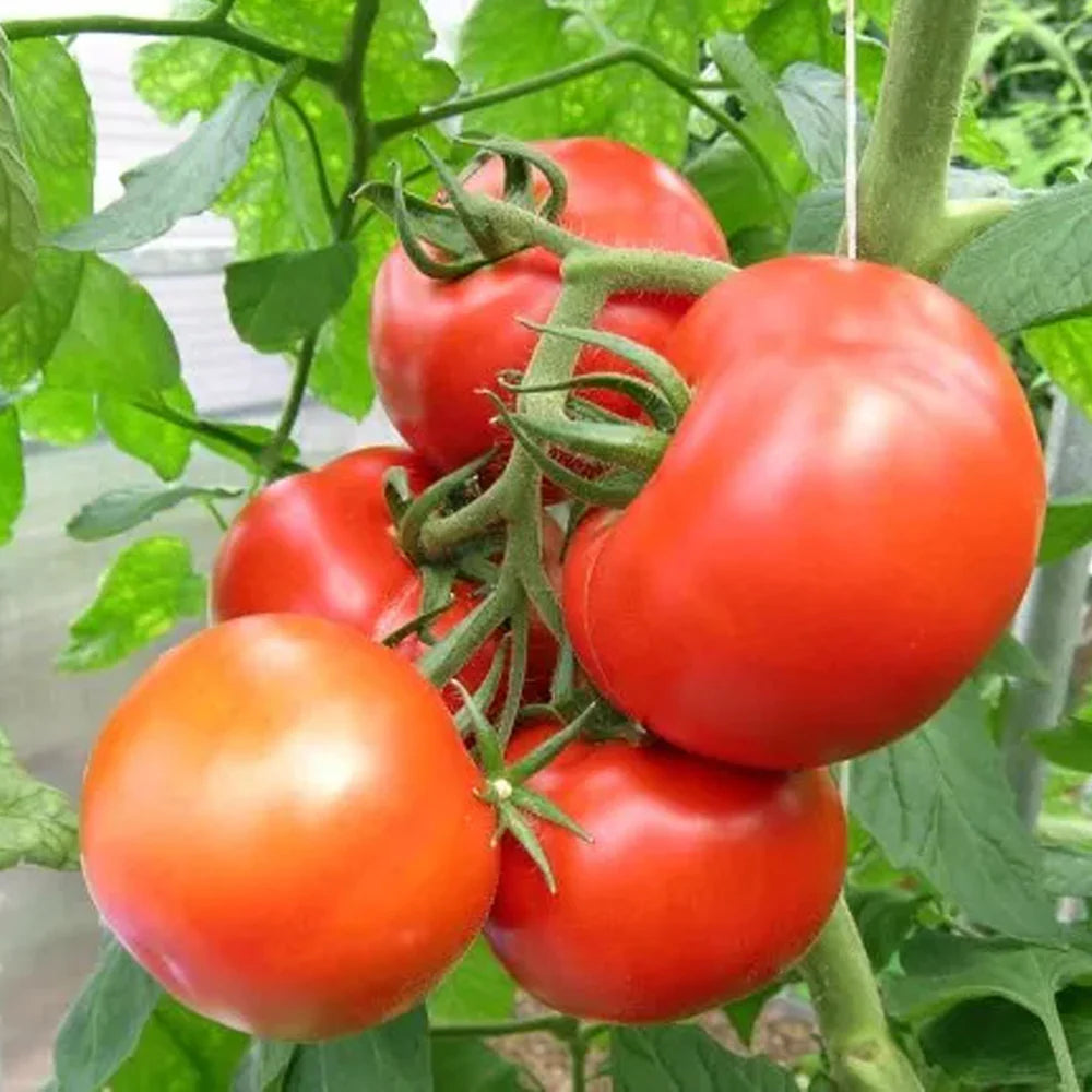 Non-GMO Phoenix Hybrid tomato seeds for planting