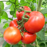 Non-GMO Phoenix Hybrid tomato seeds for planting