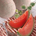 Non GMO pink cantaloupe seeds for home gardening