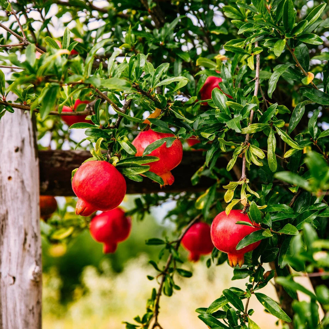 non gmo pomegranate seeds with high germination rate
