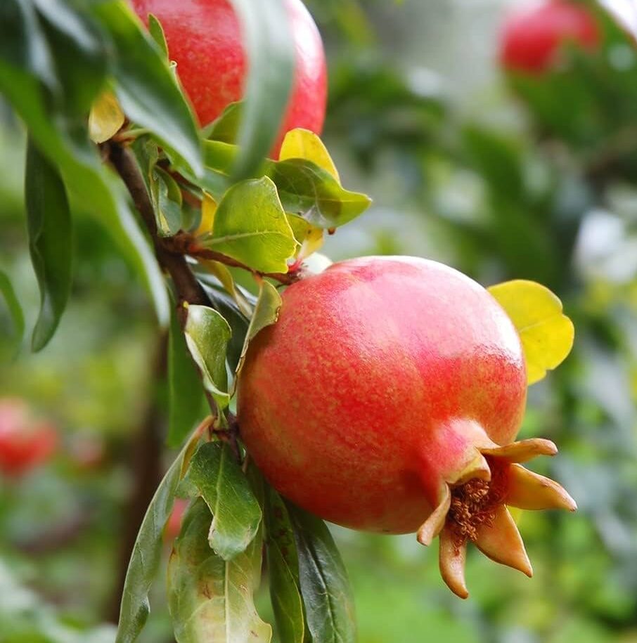 Non-GMO Pomegranate tree seeds for home gardening