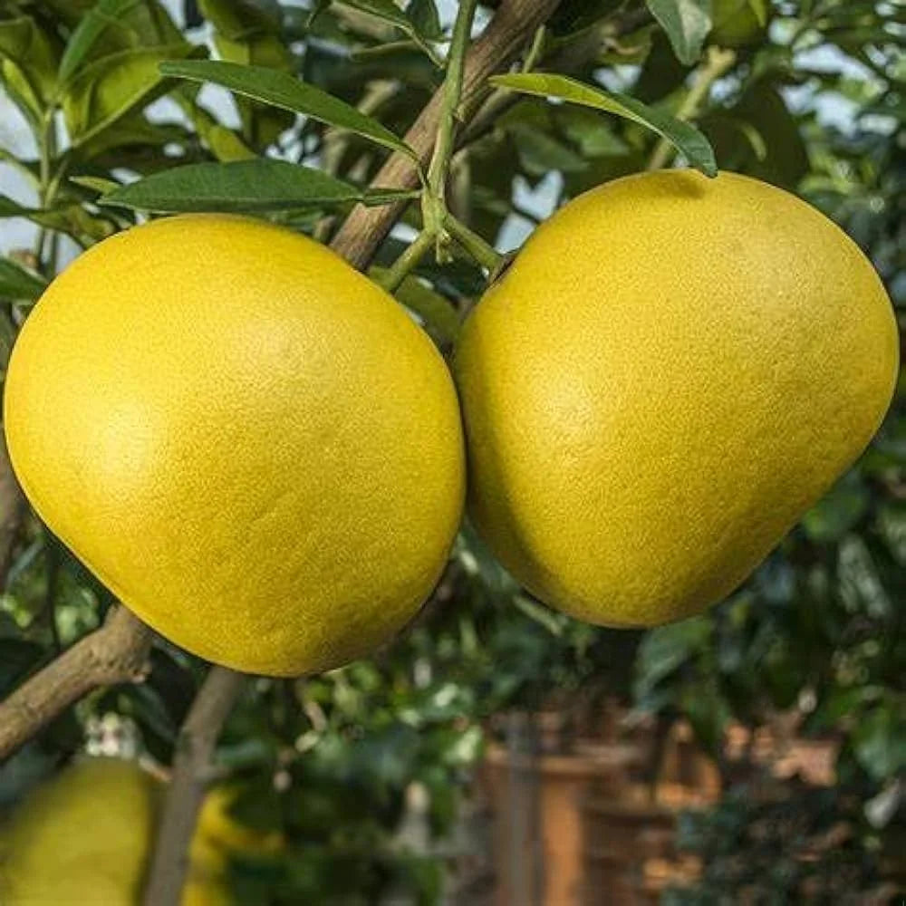 Non GMO pomelo seeds suitable for warm climate gardening